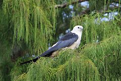 Swallow-tailed Kite