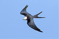 Swallow-tailed Kite