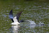 Swallow-tailed Kiteborder=