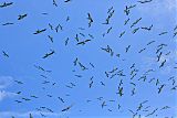 Swallow-tailed Kite