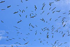 Swallow-tailed Kite