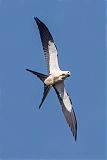 Swallow-tailed Kiteborder=