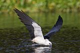 Swallow-tailed Kite