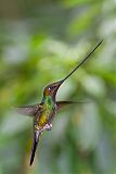 Sword-billed Hummingbirdborder=