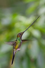 Sword-billed Hummingbird