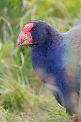 South Island Takahe