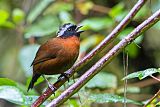 Tanager Finch