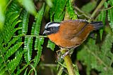 Tanager Finch