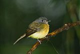 Tawny-chested Flycatcher