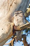 Tawny Frogmouth