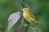 Tennessee Warbler