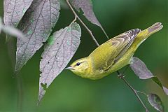 Tennessee Warbler