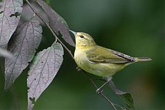 Tennessee Warbler