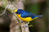 Thick-billed Euphonia