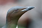 Thick-billed Murre