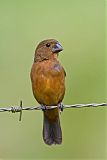 Thick-billed Seed-Finch