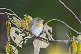 Thick-billed Vireoborder=