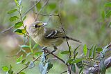 Thick-billed Vireoborder=