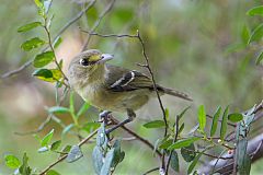 Thick-billed Vireo