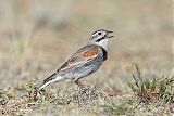 McCown's Longspur