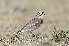 McCown's Longspur