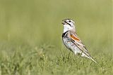 Thick-billed Longspurborder=