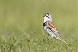 McCown's Longspur