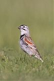 Thick-billed Longspurborder=