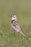 McCown's Longspur