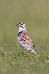 McCown's Longspur