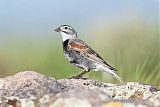 McCown's Longspur