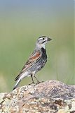 Thick-billed Longspurborder=