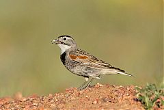 Thick-billed Longspur