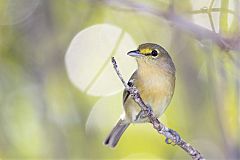 Thick-billed Vireo