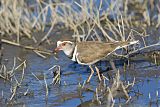 Three-banded Ploverborder=