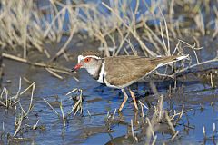 Three-banded Plover