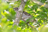 Tooth-billed Bowerbirdborder=