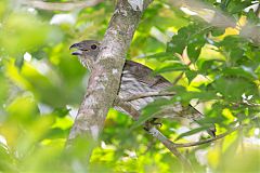 Tooth-billed Bowerbird