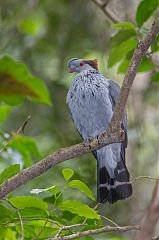 Topknot Pigeon