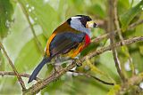 Toucan Barbet