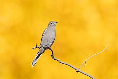 Townsend's Solitaire