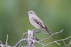 Townsend's Solitaire