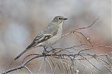 Townsend's Solitaire