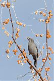 Townsend's Solitaire