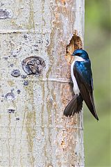 Tree Swallow