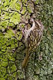 Eurasian Treecreeper