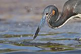 Tricolored Heron