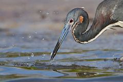 Tricolored Heron