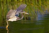 Tricolored Heron