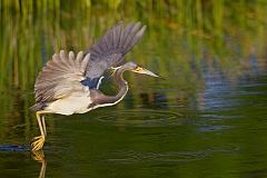 Tricolored Heron